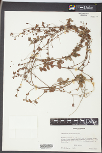 Lespedeza procumbens image