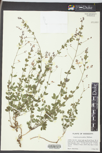 Lespedeza procumbens image