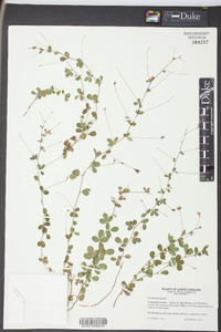 Lespedeza repens image