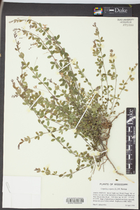 Lespedeza repens image