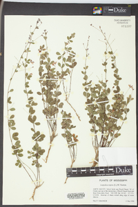 Lespedeza repens image