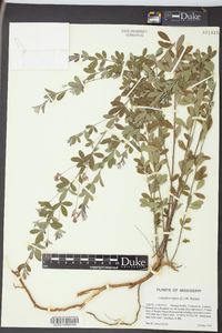 Lespedeza repens image