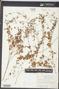 Lespedeza repens image