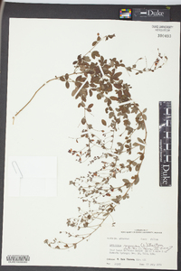 Lespedeza repens image