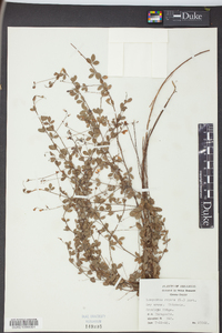 Lespedeza repens image