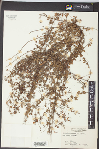 Lespedeza repens image