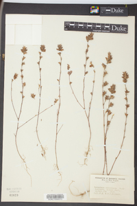 Kummerowia stipulacea image