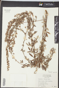 Lespedeza stuevei image