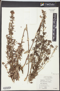 Lespedeza stuevei image