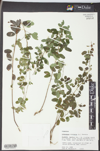 Lespedeza violacea image