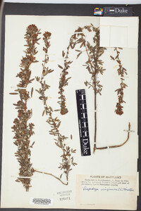 Lespedeza virginica image