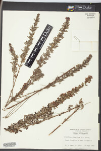 Lespedeza virginica image