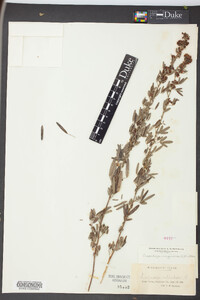 Lespedeza virginica image