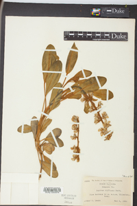 Lupinus diffusus image