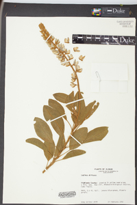 Lupinus diffusus image