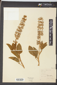 Lupinus diffusus image