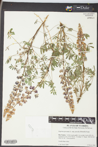 Lupinus nuttallii image