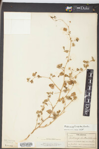 Medicago polymorpha image