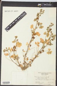 Medicago minima image