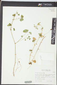 Medicago arabica image