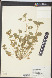 Medicago arabica image