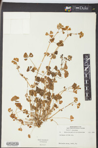 Medicago arabica image