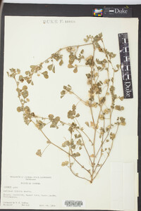 Medicago polymorpha image