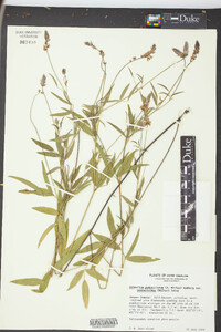 Orbexilum pedunculatum image