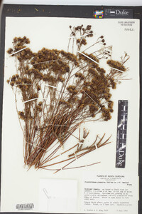 Petalostemon pinnatus image