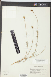 Petalostemon albidus image