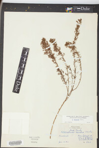 Dalea carnea image