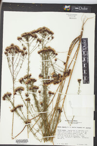 Dalea pinnata image