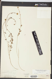 Petalostemon gracile image