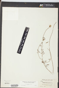 Petalostemon gracile image