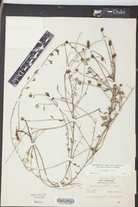 Petalostemon gracile image