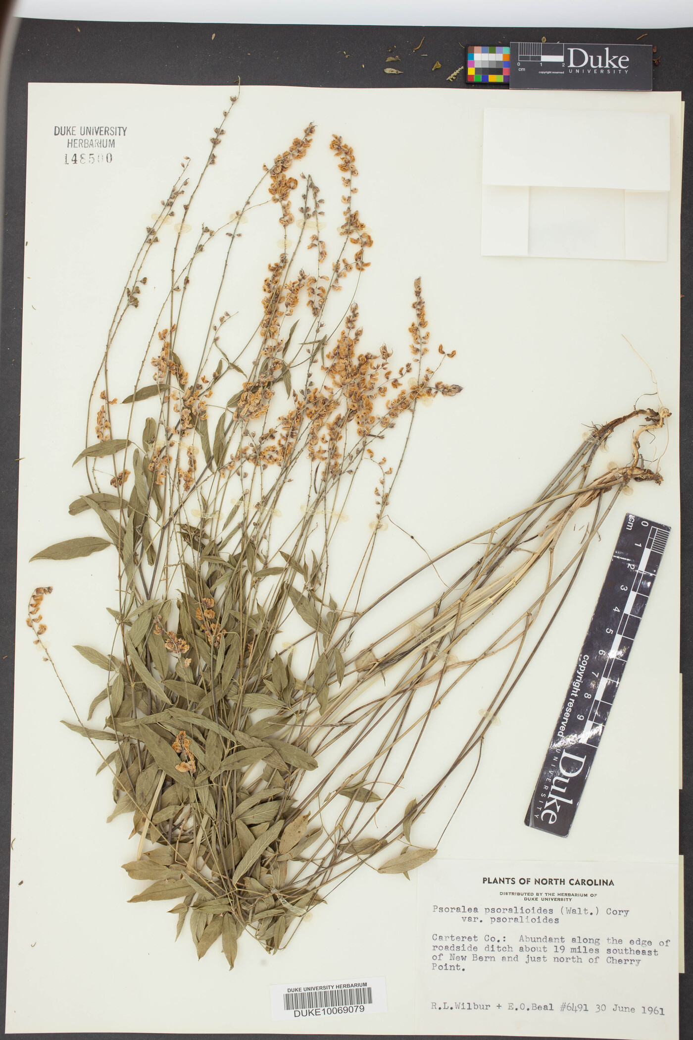 Orbexilum pedunculatum var. psoralioides image