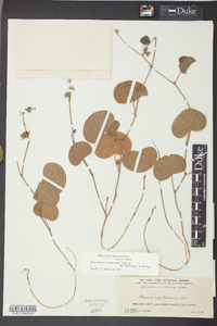 Rhynchosia michauxii image