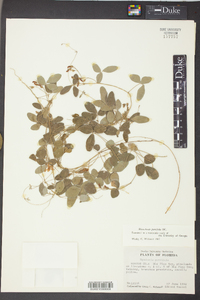 Rhynchosia parvifolia image