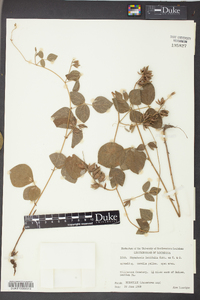 Rhynchosia latifolia image