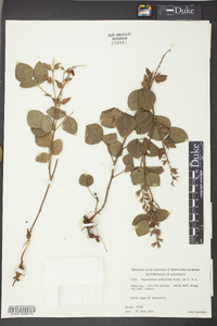 Rhynchosia latifolia image