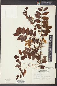 Robinia boyntonii image