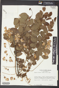 Robinia elliottii image