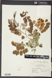 Robinia hartwigii image