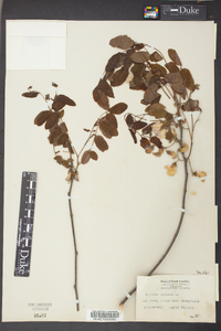 Robinia hispida image