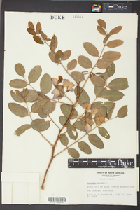 Robinia hispida image