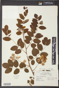 Robinia hispida image