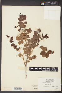 Robinia hispida image