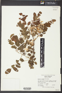 Robinia kelseyi image