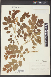 Robinia kelseyi image