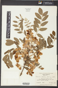 Robinia kelseyi image